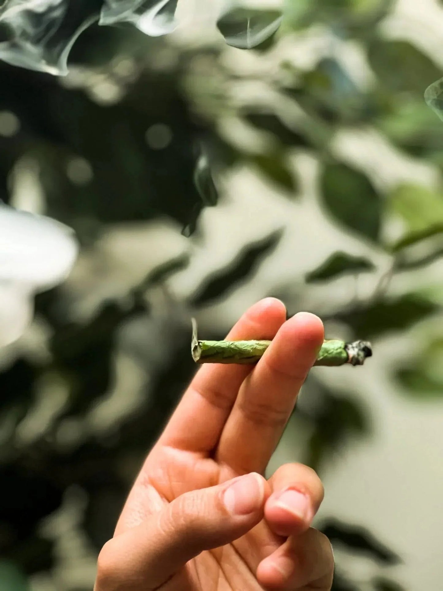 FRESH - BULK HEMP LEAF WRAPS - Ready Line - nativeleafco